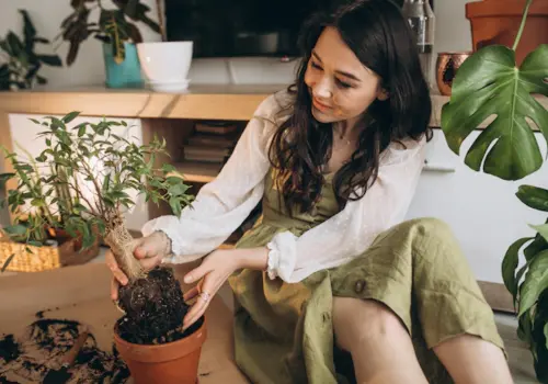 Suas plantas andam morrendo? Veja 4 dicas de um botânico para isso não acontecer ( Imagem: Freepik)