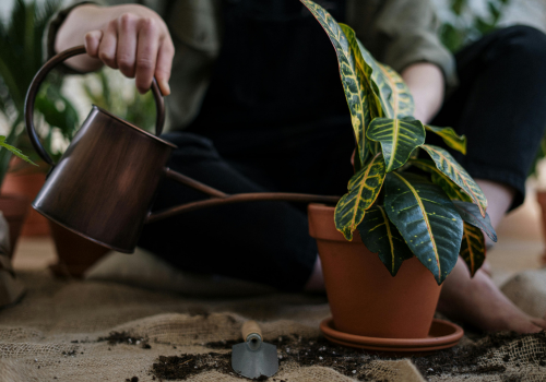 Como identificar plantas com uma foto? Veja os melhores aplicativos