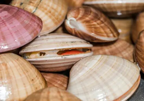 Quais são os animais que vivem há mais tempo na Terra? Um passou dos 500 anos! ( Imagem: Freepik)